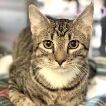 Flynn -  Domestic Short Hair Cat for Adoption in Denison, Texas - Flynn | PetCurious