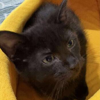 Rescue Domestic Short Hair Cats for Adoption in Winchester, Virginia - Kerflooey | PetCurious