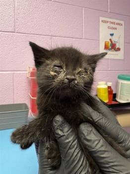 Domestic Short Hair Cats Available for Adoption - 60576562 | PetCurious