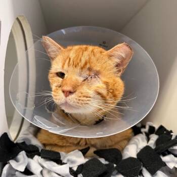 King Glitter Cheeks aka Steve -  Domestic Short Hair Cat for Adoption in Weldon, Illinois - King Glitter Cheeks Aka Steve | PetCurious