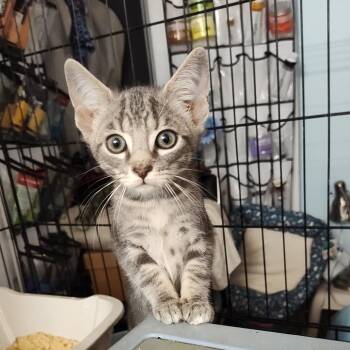 Hooper -  Domestic Short Hair Cat for Adoption in Durham, North Carolina - Hooper | PetCurious
