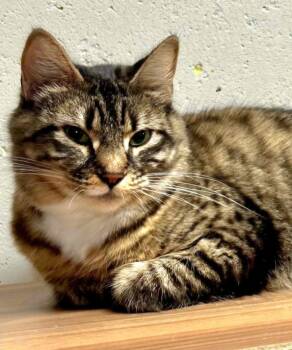 Saffron -  Domestic Short Hair Cat for Adoption in Attleboro, Massachusetts - Saffron | PetCurious