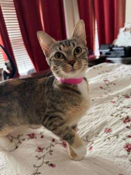 LAVENDER -  Domestic Short Hair Cat for Adoption in Brentwood, Missouri - LAVENDER | PetCurious