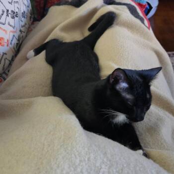 Candyman* -  Domestic Short Hair Cat for Adoption in Huntsville, Alabama - Candyman* | PetCurious