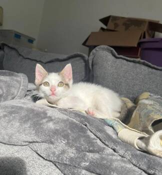 Tulip -  Domestic Short Hair Cat for Adoption in Newport, Kentucky - Tulip | PetCurious