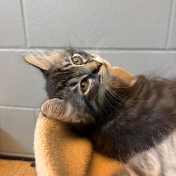 Bulbasaur -  Domestic Medium Hair Cat for Adoption in Council Bluffs, Iowa - Bulbasaur | PetCurious