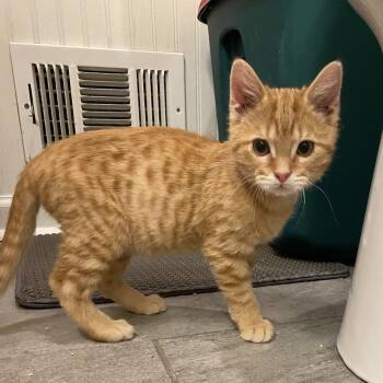 Domestic Short Hair Cats Available for Adoption - Donnie | PetCurious