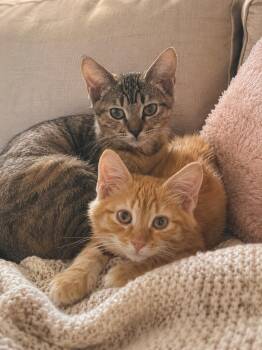 Puck & Portia -  Domestic Short Hair Cat for Adoption - Puck & Portia | PetCurious