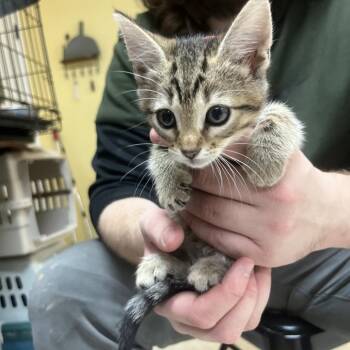 Domestic Short Hair Cats Available for Adoption in Melrose, Florida - Garbanzo B | PetCurious
