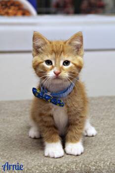 Domestic Short Hair Cats Available for Adoption in Vinton, Iowa - Arnie  | PetCurious