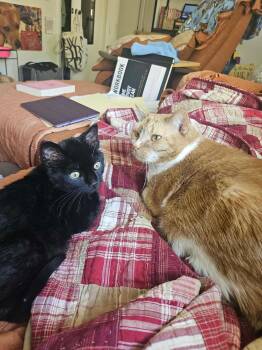 Domestic Short Hair Cats Available for Adoption in Grand Haven, Michigan - Calvin | PetCurious