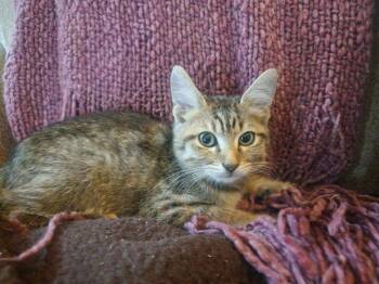 Rescue Tabby Cats for Adoption in San Antonio, Texas - Lilly Mae | PetCurious