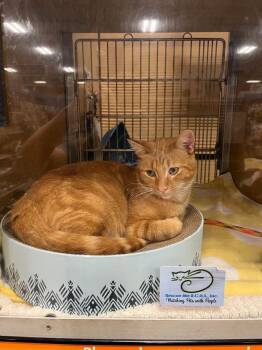 Richy -  Tabby Cat for Adoption in Farmland, Indiana - Richy | PetCurious