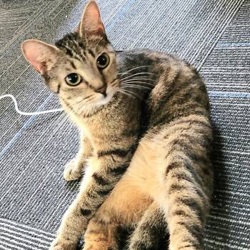 Ruby -  Domestic Short Hair Cat for Adoption in Oswego, New York - Ruby | PetCurious