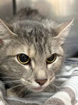 Domestic Short Hair Cats Available for Adoption in Killeen, Texas - CALLIE | PetCurious