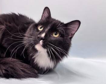 Falco -  Domestic Long Hair and Domestic Short Hair Cat for Adoption in Woodbury, Minnesota - Falco | PetCurious