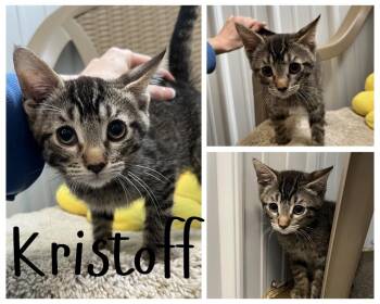 Kristoff -  Domestic Short Hair Cat for Adoption in Pierceton, Indiana - Kristoff | PetCurious