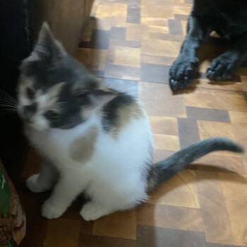 Sally Ann -  Domestic Short Hair Cat for Adoption in Bismarck, North Dakota - Sally Ann | PetCurious