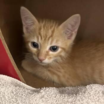 Irwin -  Domestic Medium Hair Cat for Adoption in Taos, New Mexico - Irwin | PetCurious