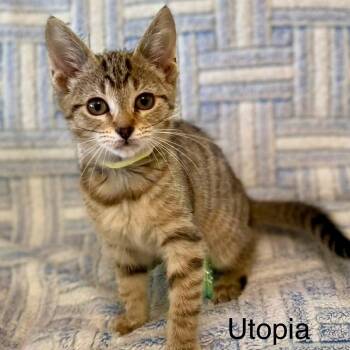 Utopia -  Domestic Short Hair Cat for Adoption in Winchendon, Massachusetts - Utopia | PetCurious