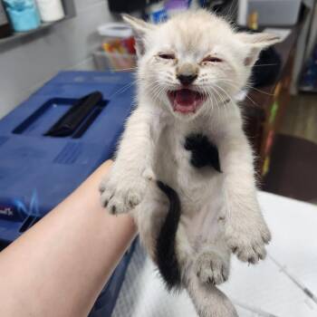 Domestic Short Hair Cats Available for Adoption in Summerville, South Carolina - Michigan | PetCurious