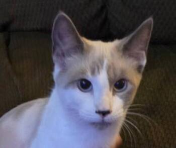Buttercup Twinkletoes -  Domestic Short Hair Cat for Adoption in Wilmington Island, Georgia - Buttercup Twinkletoes | PetCurious