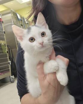 Rescue Domestic Short Hair Cats for Adoption in Dickson, Tennessee - Stark | PetCurious