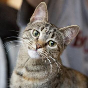Domestic Short Hair Cats Available for Adoption in Chicago, Illinois - Christina (& Claudia) | PetCurious