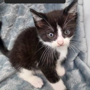 Domestic Short Hair Cats Available for Adoption in New Tazewell, Tennessee - Tallahassee | PetCurious