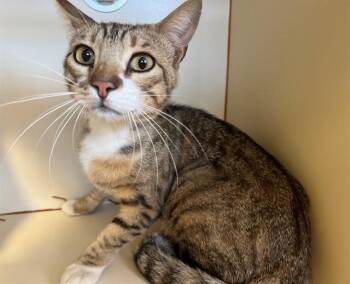 A1918862 -  Domestic Short Hair Cat Available for Adoption in Blythe, California - A1918862 | PetCurious