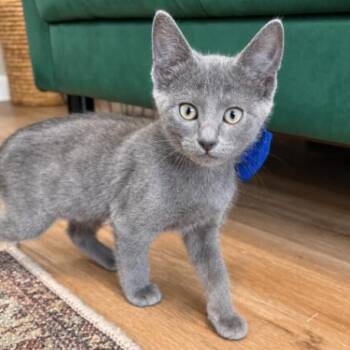 Billie Blue Moon Saracho -  Russian Blue and Domestic Short Hair Cat for Adoption in Friendswood, Texas - Billie Blue Moon Saracho | PetCurious