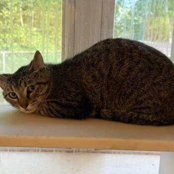 Domestic Short Hair Cats Available for Adoption - TUSC-Wildlife-83859 | PetCurious
