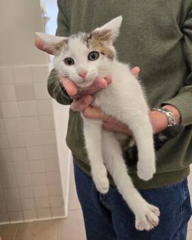 Jiminy Cricket -  Domestic Short Hair Cat for Adoption in New Rochelle, New York - Jiminy Cricket | PetCurious