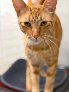 Sebastian (and Belle) -  Tabby and Domestic Short Hair Cat for Adoption in Walnut Creek, California - Sebastian (and Belle) | PetCurious