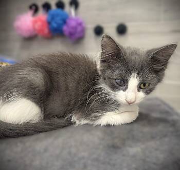 Rachel -  Domestic Medium Hair Cat for Adoption in Fort Myers, Florida - Rachel | PetCurious