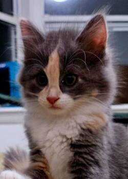 Carrot -  Domestic Medium Hair Cat for Adoption in Oviedo, Florida - Carrot | PetCurious