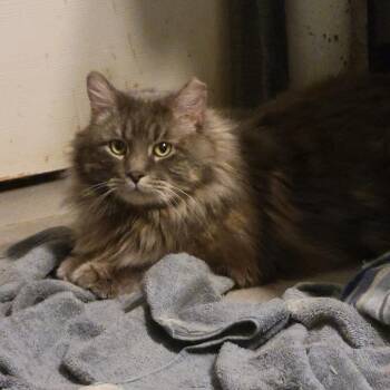 Domestic Long Hair Cats Available for Adoption - Sir Fluffy Butt | PetCurious