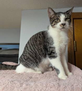 Rescue Domestic Short Hair Cats for Adoption in Little Falls, Minnesota - Quartz | PetCurious
