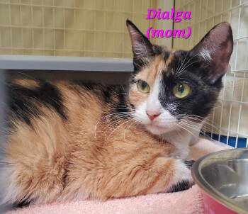 Dialga -  Domestic Short Hair Cat Available for Adoption in Diamond Springs, California - Dialga | PetCurious