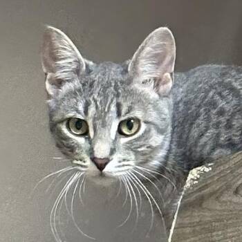 Rescue Domestic Short Hair Cats for Adoption in Crystal Lake, Illinois - Beverly | PetCurious