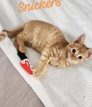 Rescue Domestic Short Hair Cats for Adoption in Lemont, Illinois - Snickers | PetCurious