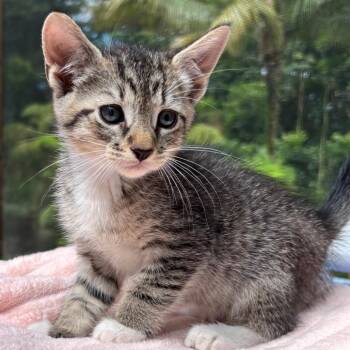 Braveheart -  Domestic Short Hair Cat for Adoption in Volcano, Hawaii - Braveheart | PetCurious