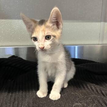 Taffy* -  Domestic Short Hair Cat for Adoption in San Gabriel, California - Taffy* | PetCurious