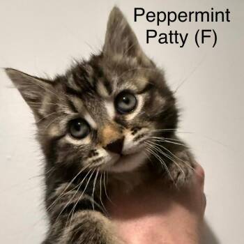 Peppermint Patty -  Domestic Short Hair Cat for Adoption in Chilliwack, British Columbia - Peppermint Patty | PetCurious