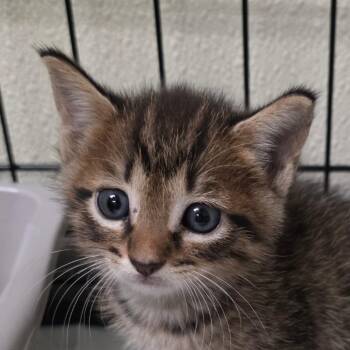 Tia -  Domestic Short Hair Cat for Adoption in Bronson, Florida - Tia | PetCurious