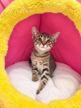 Quill -  Domestic Short Hair Cat for Adoption in Emerald Isle, North Carolina - Quill | PetCurious