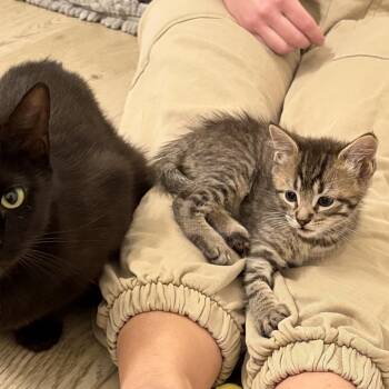 Domestic Short Hair Cats Available for Adoption in Philadelphia, Pennsylvania - Soya | PetCurious