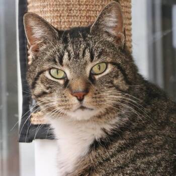 Papa Bear -  Domestic Medium Hair Cat for Adoption in Allentown, Pennsylvania - Papa Bear | PetCurious