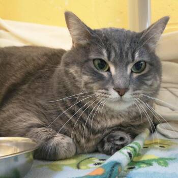 Mango -  Domestic Short Hair Cat for Adoption in Plover, Wisconsin - Mango | PetCurious