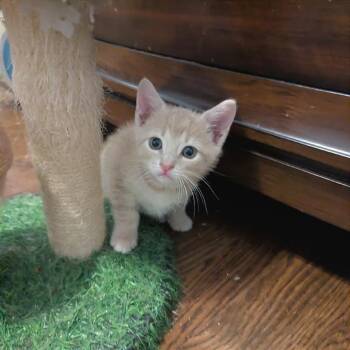 Benson -  Domestic Short Hair Cat for Adoption in Cumming, Georgia - Benson | PetCurious